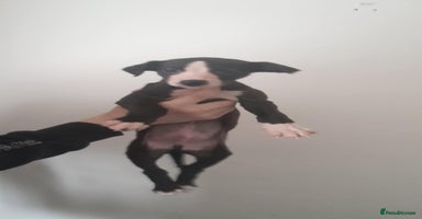 Whippet dogs whippet pups - Advert 2