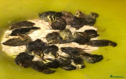 Quail poultry for sale: JUMBO QUAIL CHICKS & SEXED JUMBOS ! - Image 3