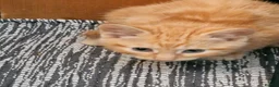 Mixed Breed cats for sale: Ginger and grey and black and tabby kittens - Advert 9