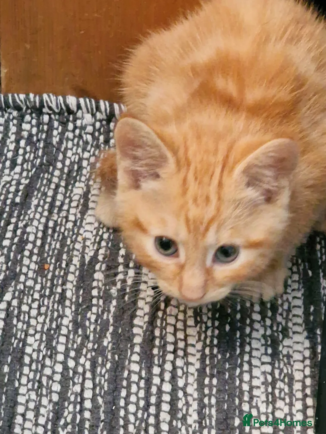 Mixed Breed cats for sale: Ginger and grey and black and tabby kittens - Advert 9