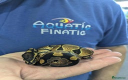 Python Snake reptiles for sale: Royal Pythons  - Image 1