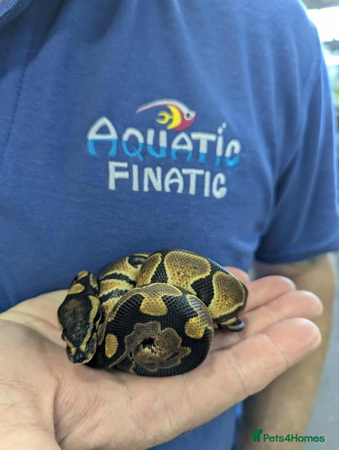 Python Snake reptiles for sale: Royal Pythons  - Image 1