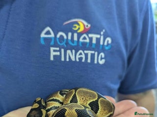 Python Snake reptiles - Advert 7