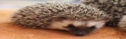 Pygmy Hedgehog rodents for sale: Three beautiful boys for sale - Advert 9