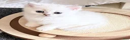 British Shorthair cats for sale: GCCF British Shorthair Silver/Black Tipped Kitten - Advert 11