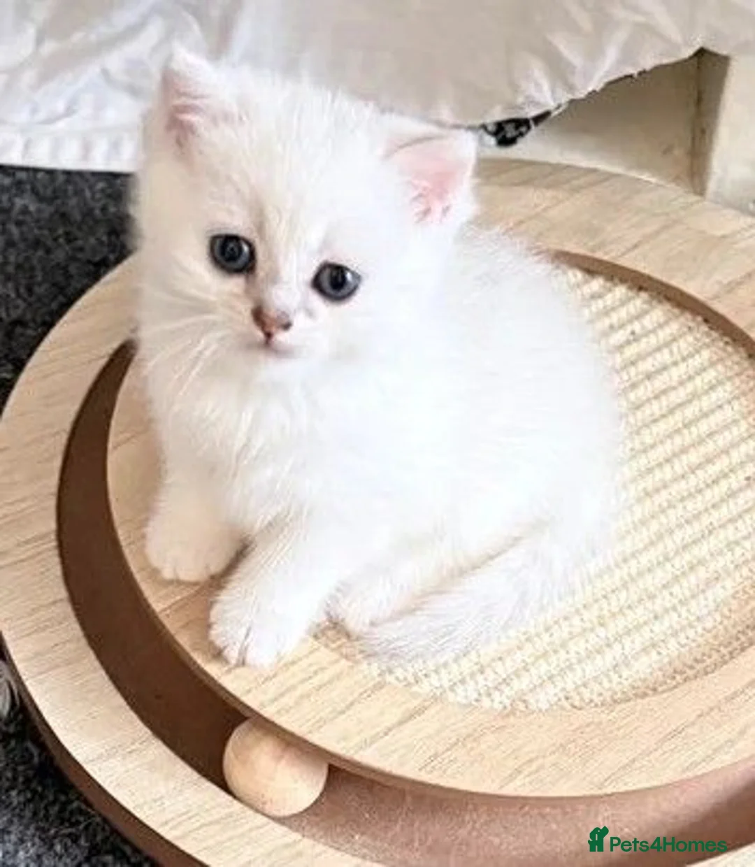 British Shorthair cats for sale: GCCF British Shorthair Silver/Black Tipped Kitten - Advert 11