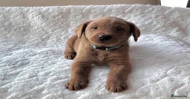 Labrador Retriever dogs KC Registered Fox Red Labrador puppies - Advert 14