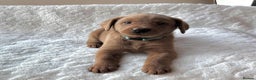 Labrador Retriever dogs for sale: KC Registered Fox Red Labrador puppies - Advert 7
