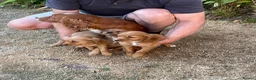 Cocker Spaniel dogs for sale: Working type cocker puppies  - Advert 9