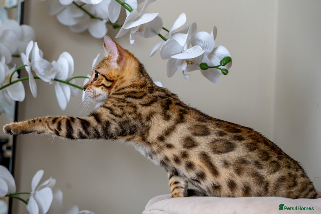 Bengal cats for sale: Stunning Bengal Girl- Top TICA pedigree- Ready NOW - Advert 21