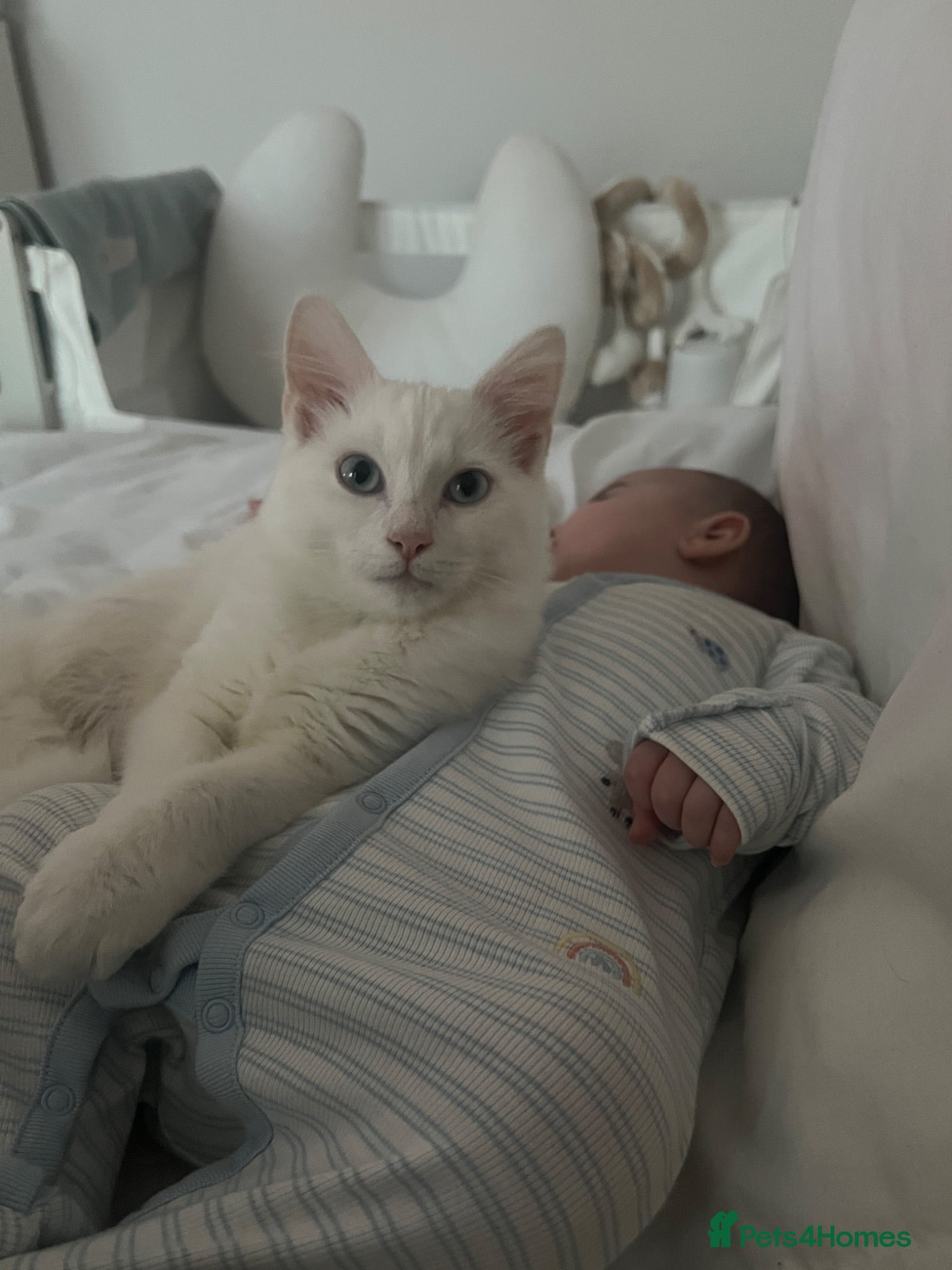 Turkish Angora cats Turkish angora male 9 month - Advert 1