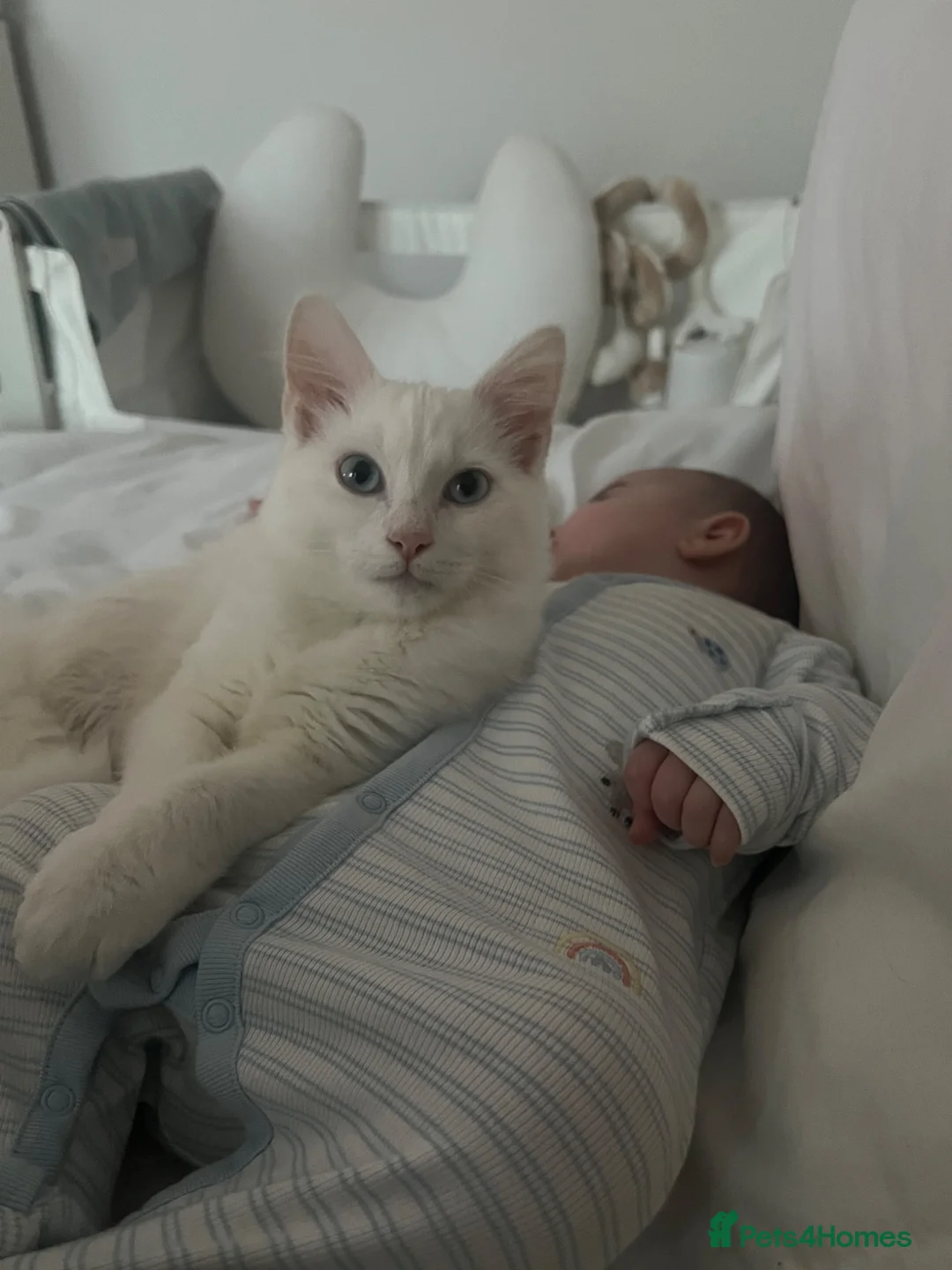 Turkish Angora cats for sale: Turkish angora male 9 month - Advert 1