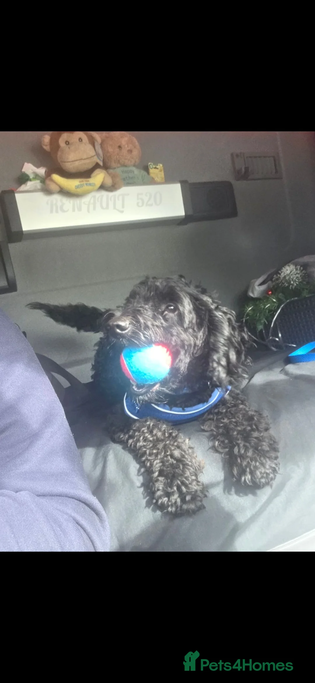 Cockapoo dogs for sale: Brody  - Advert 6