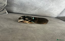 Cocker Spaniel dogs for sale: ✨show type cocker spaniel ✨ - Image 11