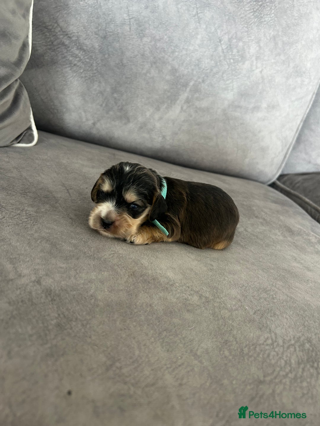 Cocker Spaniel dogs for sale: ✨show type cocker spaniel ✨ - Image 11