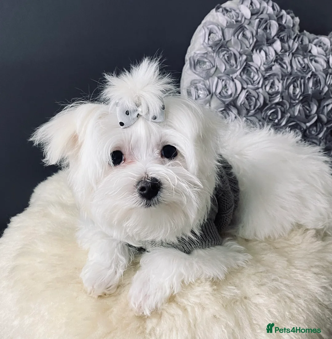 Maltese dogs for sale: ✨ Outstanding KC korean Maltese Puppies ✨ - Advert 12