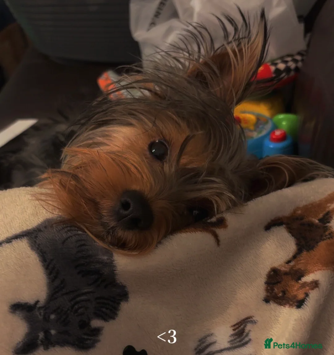 Yorkshire Terrier dogs for sale: Yorkie 1 year - Advert 3