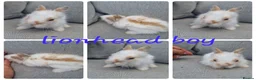Lionhead rabbits for sale: Lionhead babies  - Advert 5