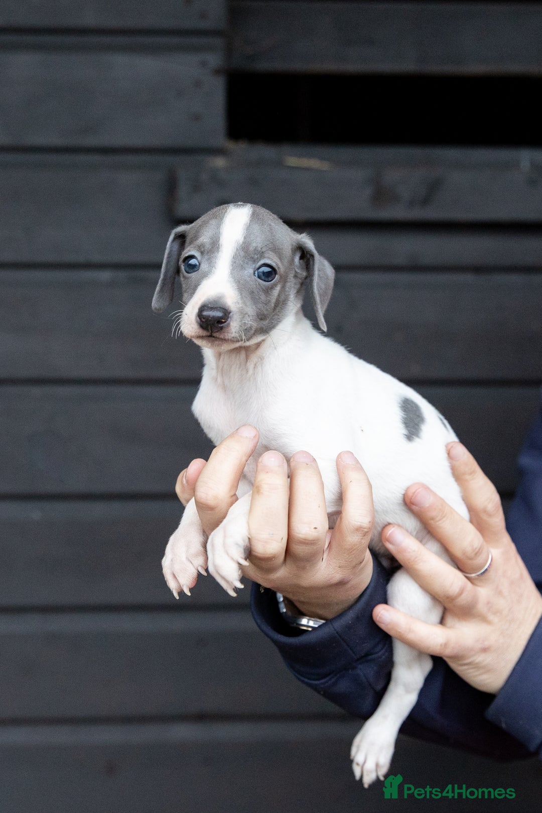 Italian Greyhound dogs for sale: READY TO GO IN 5 DAYS  - Advert 27