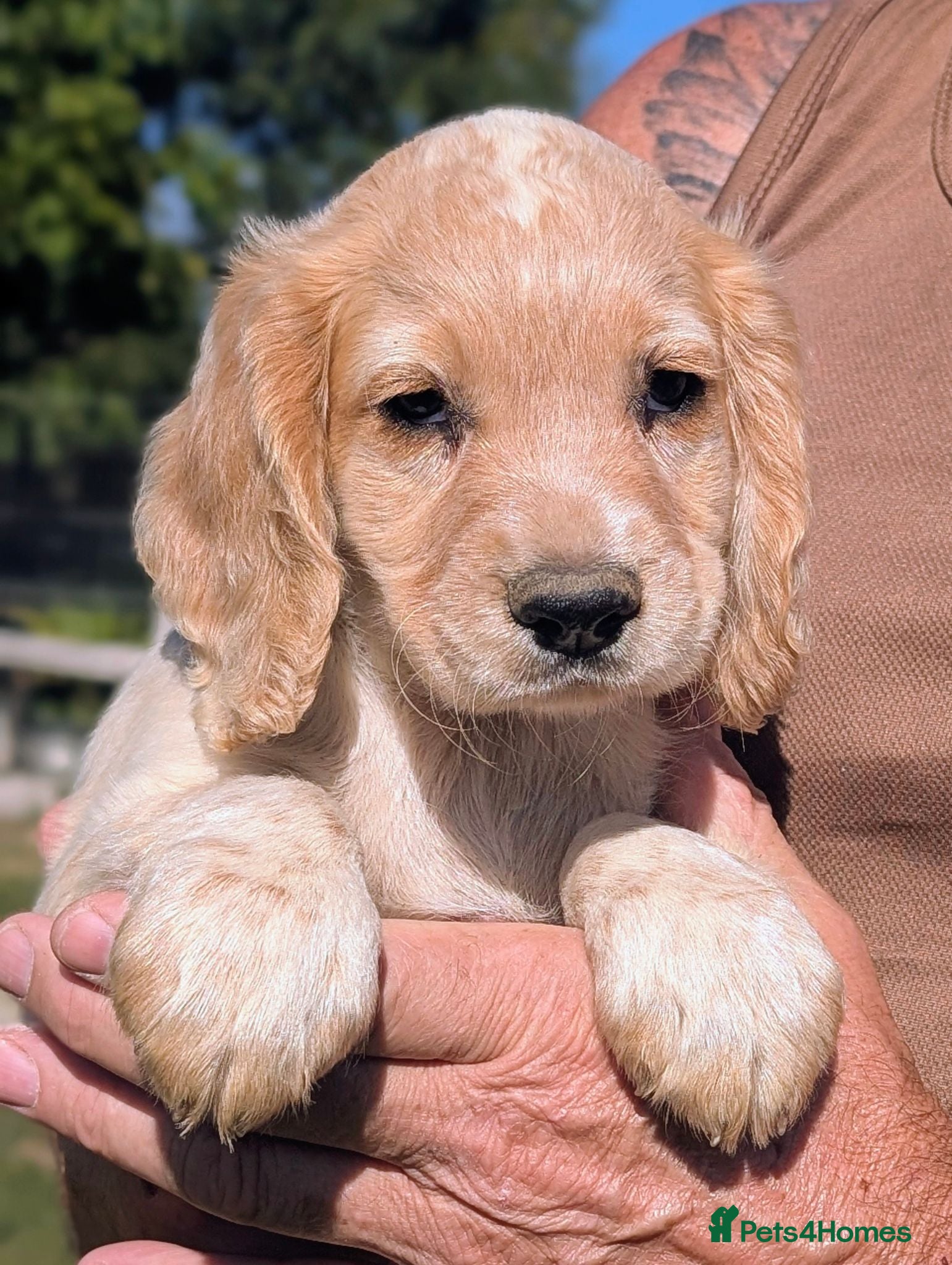 Cocker Spaniel dogs Ready now, Working Cocker Spaniel Dog Puppies  - Advert 14