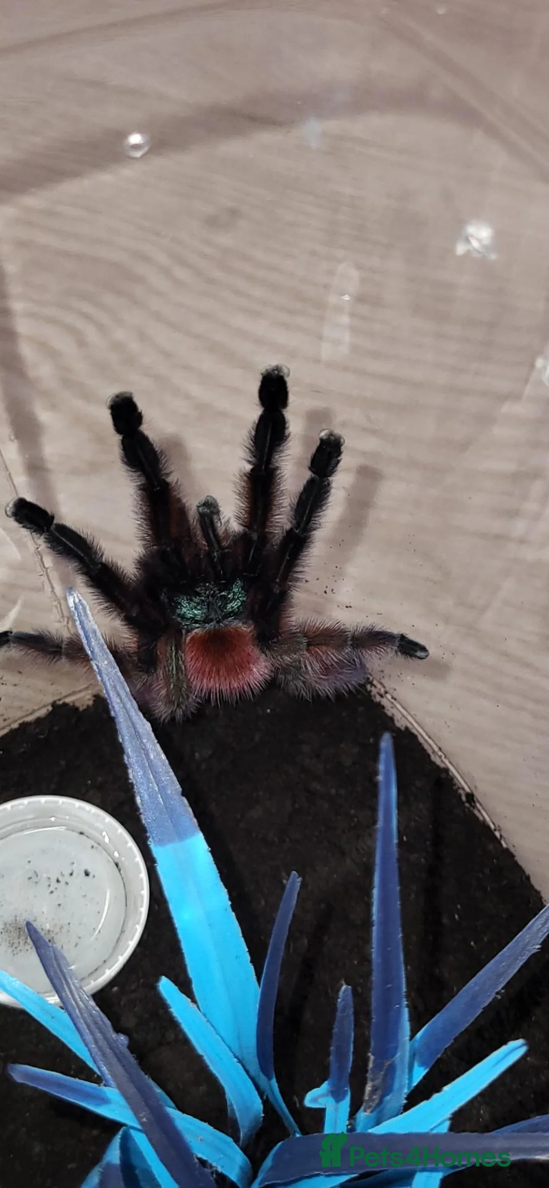 Tarantulas invertebrates for sale: Carribebena versicolor  - Advert 2