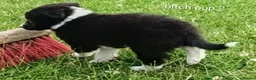 Border Collie dogs for sale: Border Collie pups born on farm to working parents - Advert 6