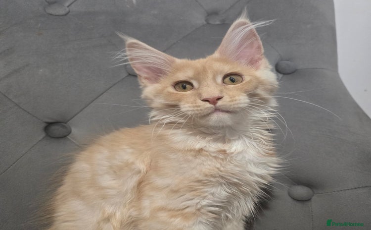 Maine Coon cats - Advert 15