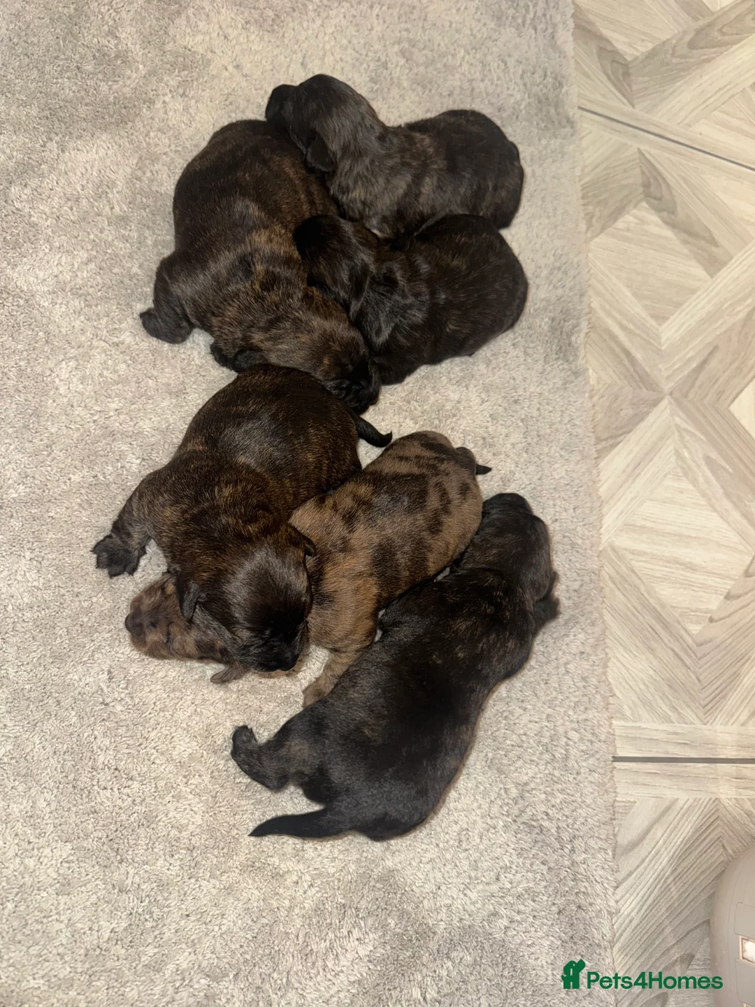 Mixed Breed dogs for sale: Beautiful Dachshund X westie puppies - Advert 3