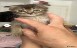 Mixed Breed cats for sale: 3 gorgeous kittens ready now Scottish fold mix - Image 18