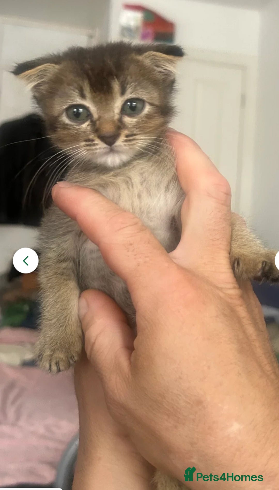 Mixed Breed cats for sale: 3 gorgeous kittens ready now Scottish fold mix - Image 18