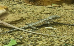 Bearded Dragon reptiles for sale: Baby bearded dragons £50 - Image 2
