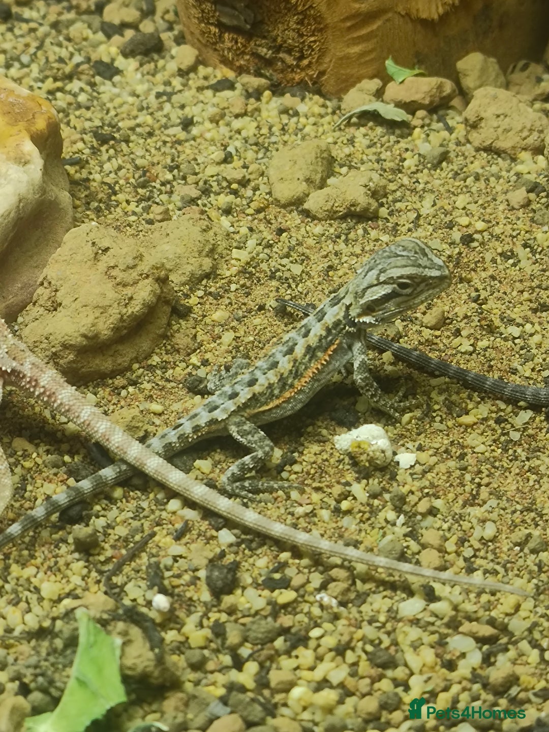 Bearded Dragon reptiles for sale: Baby bearded dragons £50 - Image 2