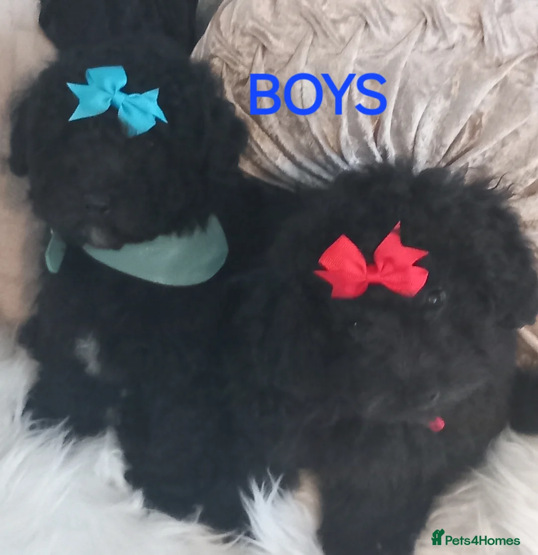 Toy Poodle dogs for stud: *2 STUDS AVAILABLE*FULL PEDIGREE SILVER & PHANTOM - Advert 36