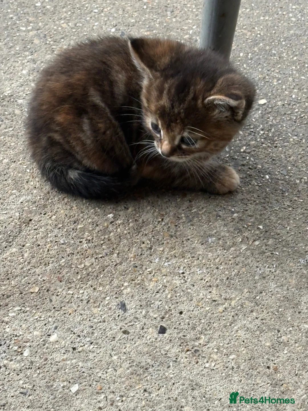 Mixed Breed cats for sale: 3 lovely female kittens  - Advert 12