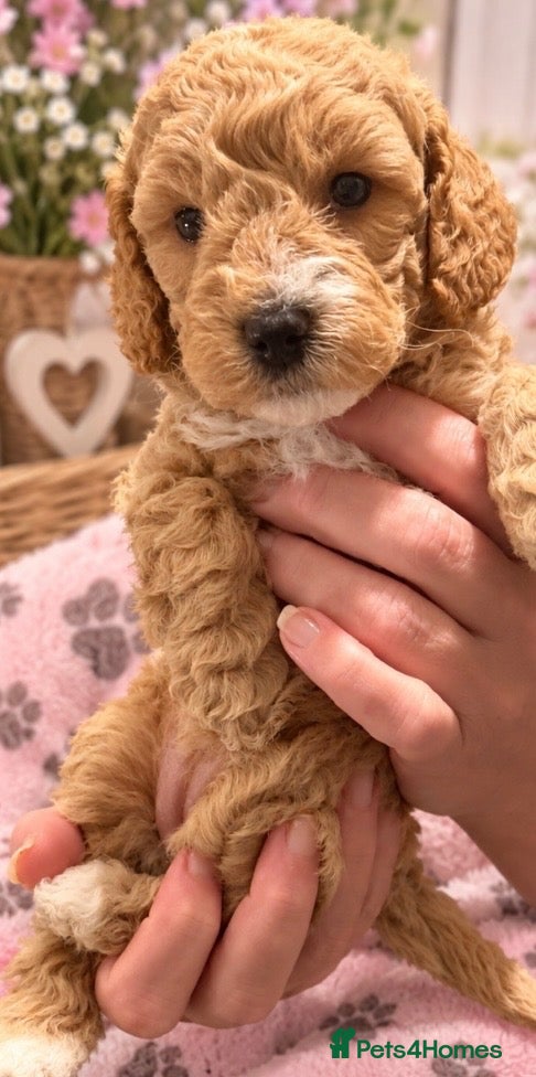 Cockapoo dogs Stunning boy and 1 beautiful girl left 🩷💙 - Advert 17
