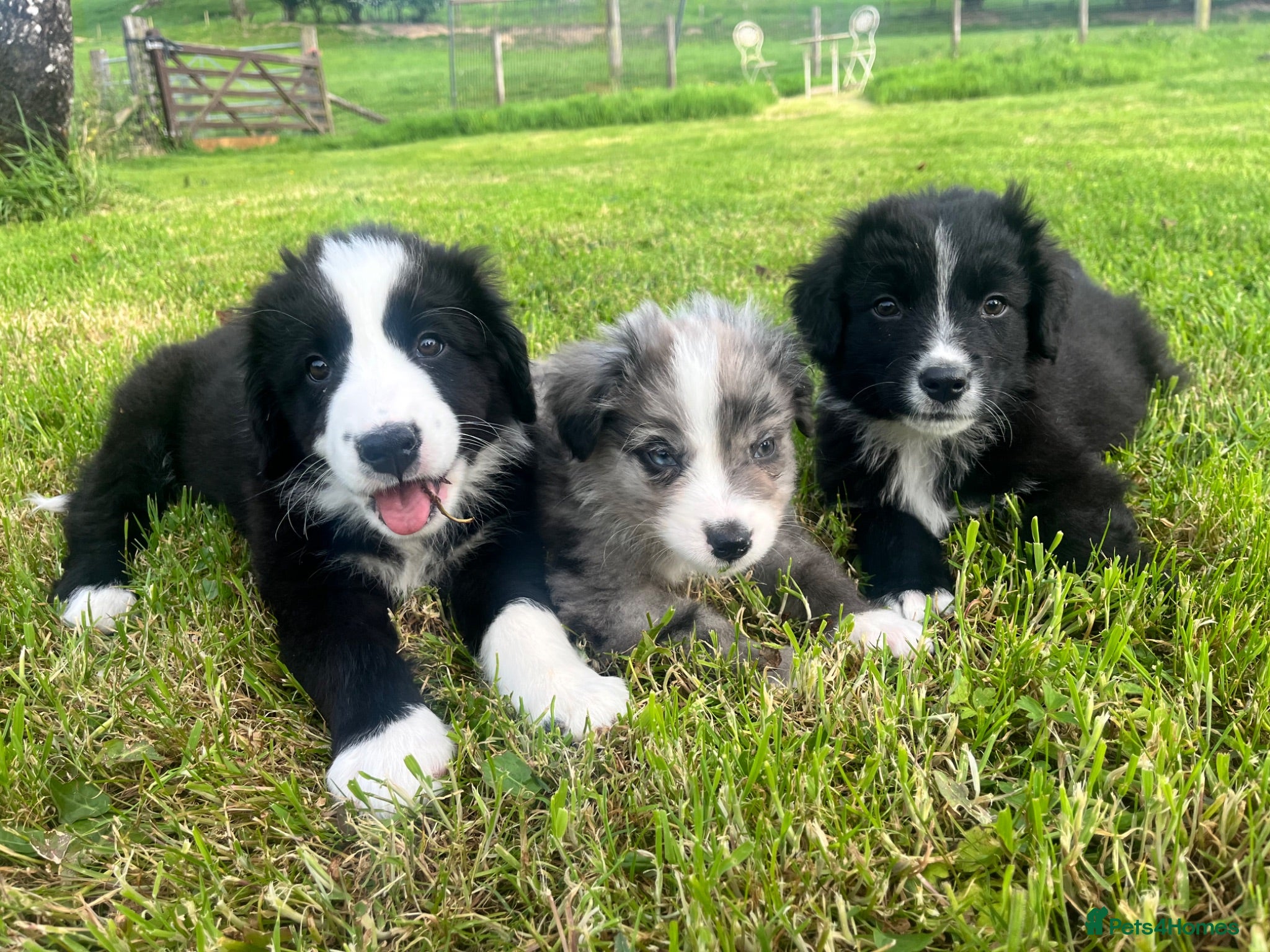 Bernese Mountain Dog dogs Beautiful Bordernese Puppies - Advert 2