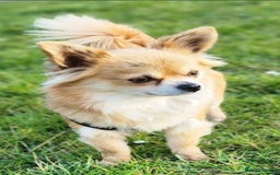 Chihuahua dogs for sale: Looking for a forever home - Image 6