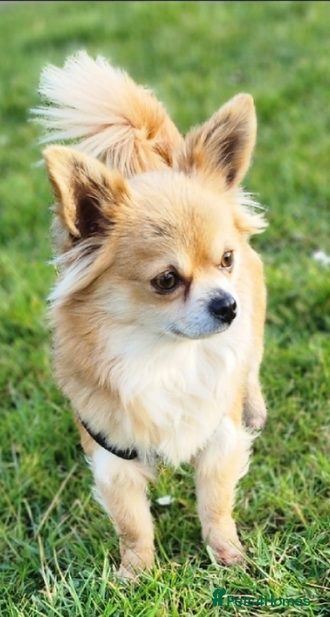 Chihuahua dogs for sale: Looking for a forever home - Image 6
