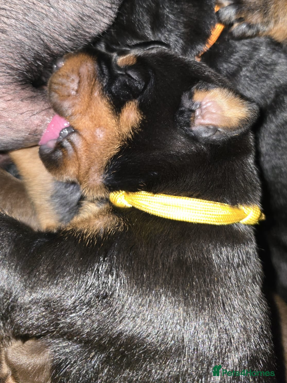 Dobermann dogs HEALTH TESTED, HOME REARED, STUNNING DOBERMAN PUPS - Advert 4
