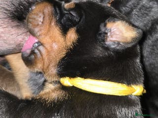 Dobermann dogs HEALTH TESTED, HOME REARED, STUNNING DOBERMAN PUPS - Advert 4