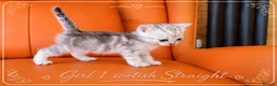 Scottish Fold cats for sale: Scotish Fold Kittens - Advert 19