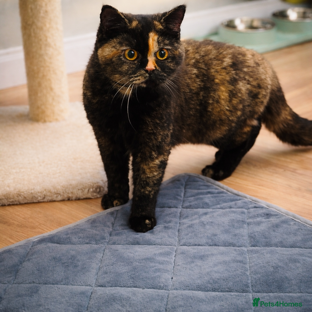 British Shorthair cats for sale: 18 Week RARE Tortoiseshell British Shorthair Girl - Advert 8