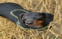 Dachshund dogs for stud: 🥃 Stud Available – Whiskey the Dachshund 🐾 - Image 2