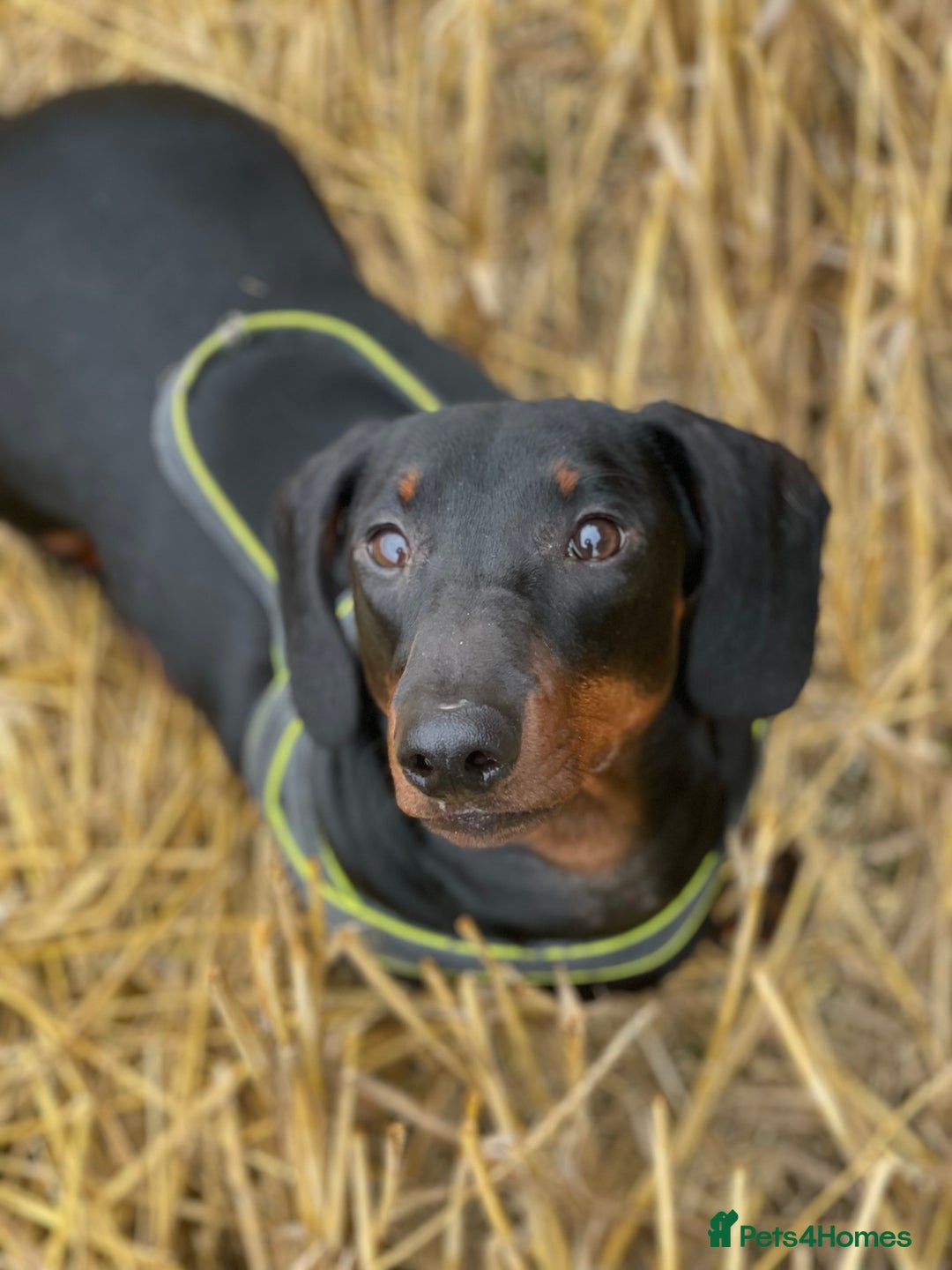 Dachshund dogs for stud: 🥃 Stud Available – Whiskey the Dachshund 🐾 - Image 2