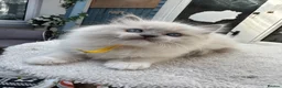 Ragdoll cats for sale: 🏆Gccf stunning ragdoll kittens (GRCH PARENTS 🥇) - Advert 15