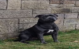 Staffordshire Bull Terrier dogs for sale: OUR PUP REGGIE KC BLUE STAFFORDSHIRE BULL TERRIER - Image 9