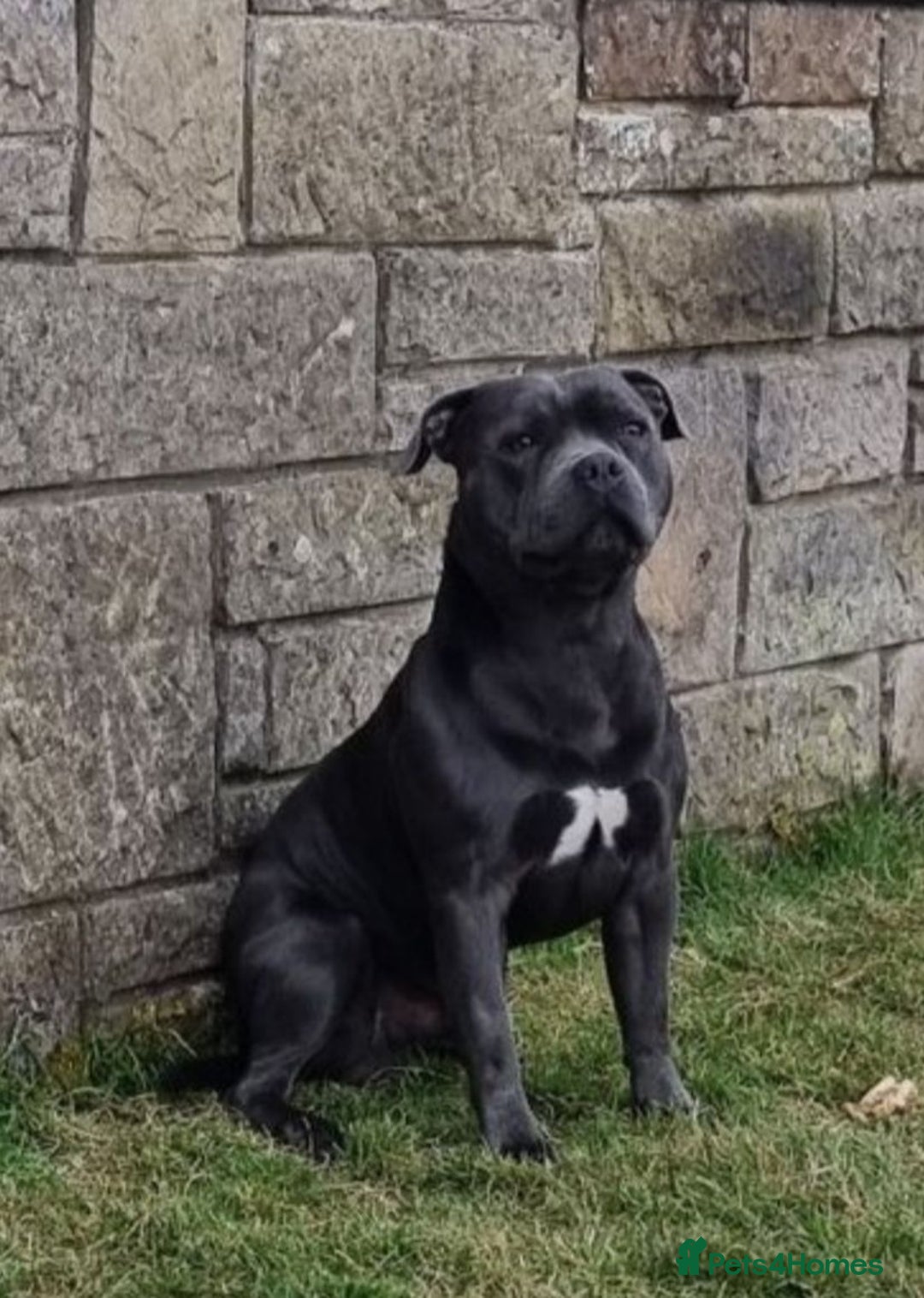 Staffordshire Bull Terrier dogs for sale: OUR PUP REGGIE KC BLUE STAFFORDSHIRE BULL TERRIER - Image 9