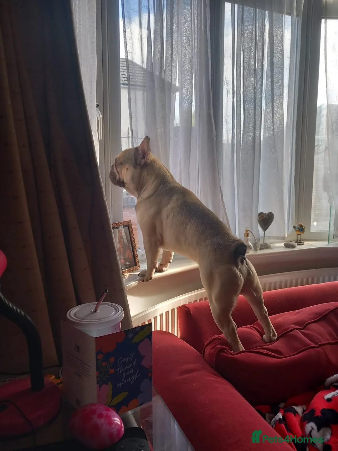 French Bulldog dogs for stud: French Bulldog available for stud in Derby in Derby - Advert 2