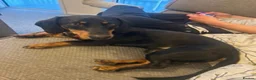 Miniature Dachshund dogs for sale: Male un neutered dachshund 15 1/2 months in Nottingham - Advert 1
