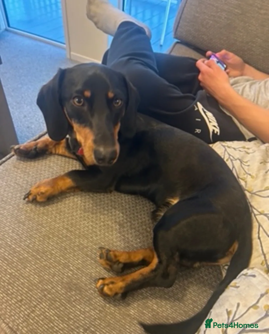 Miniature Dachshund dogs for sale: Male un neutered dachshund 15 1/2 months in Nottingham - Advert 1